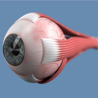 Întărirea mușchilor vizuali